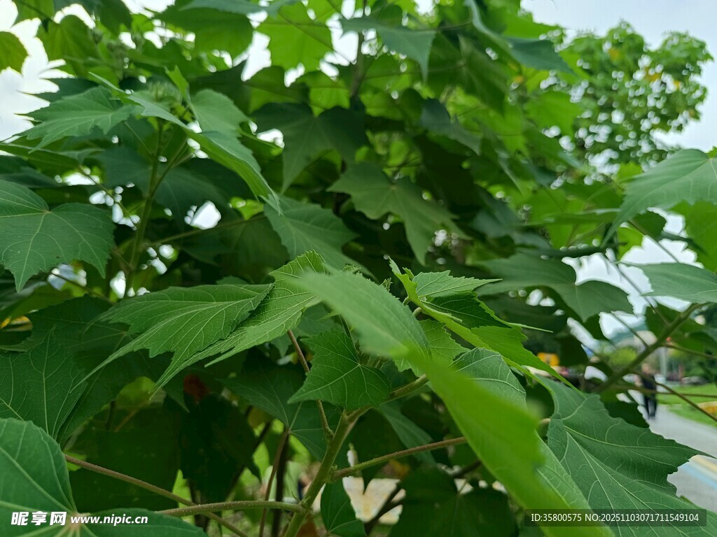 绿叶繁茂的植物