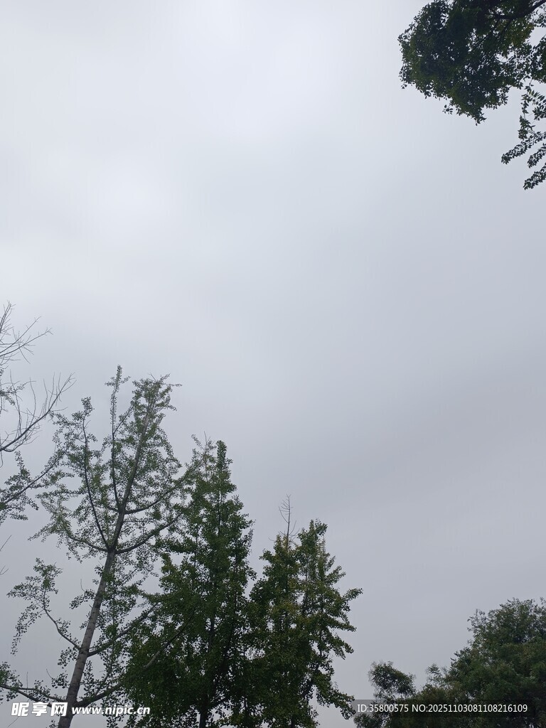 阴天中的树木景象