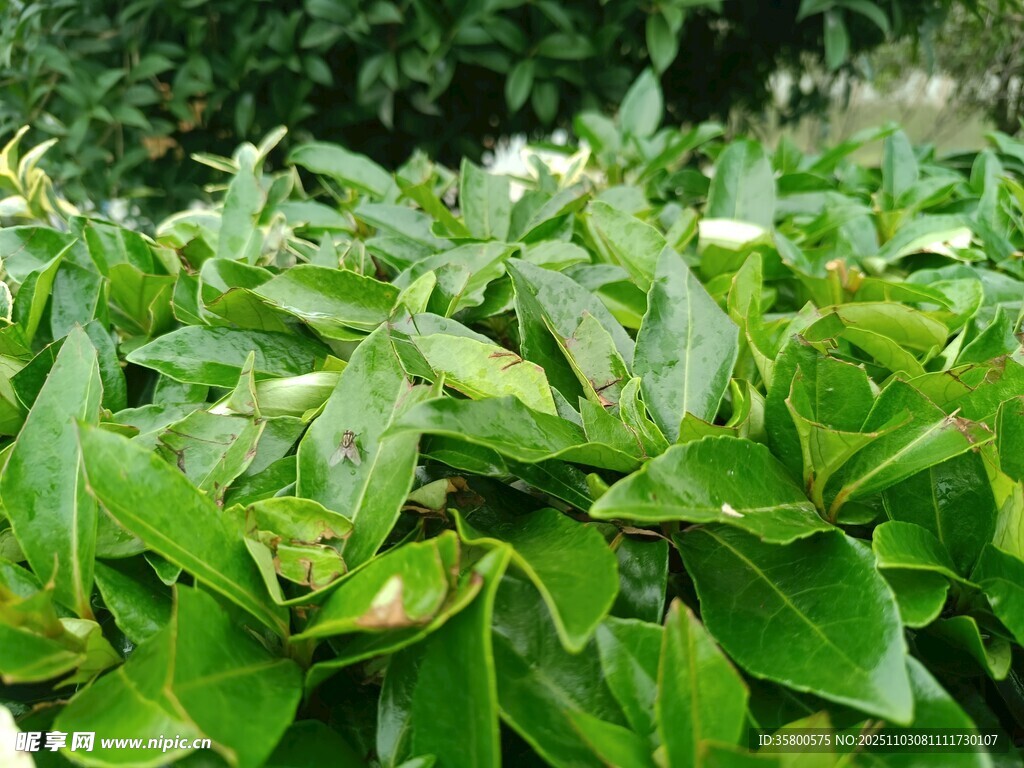 翠绿叶片植物特写