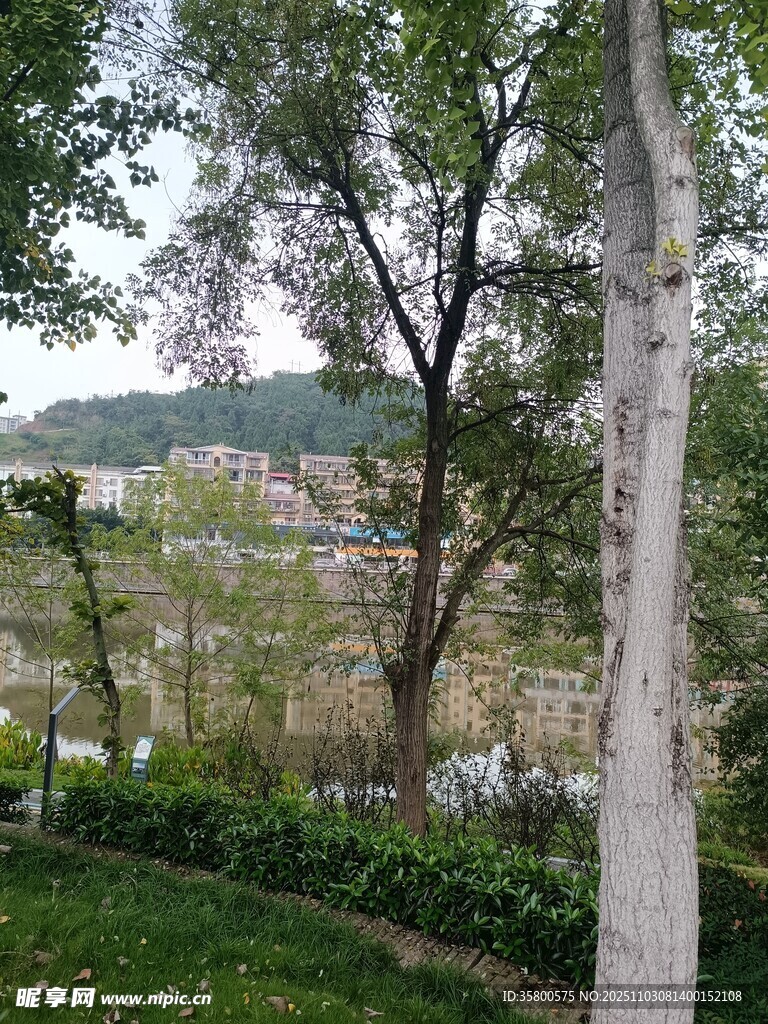 户外树木与远景风景