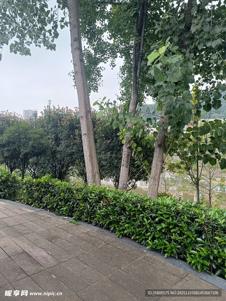 林荫小道旁的绿植景观