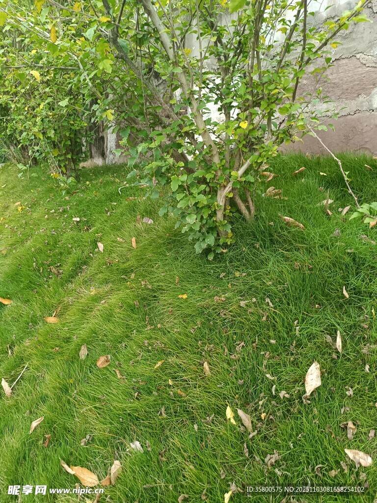 绿意盎然的草地与树木