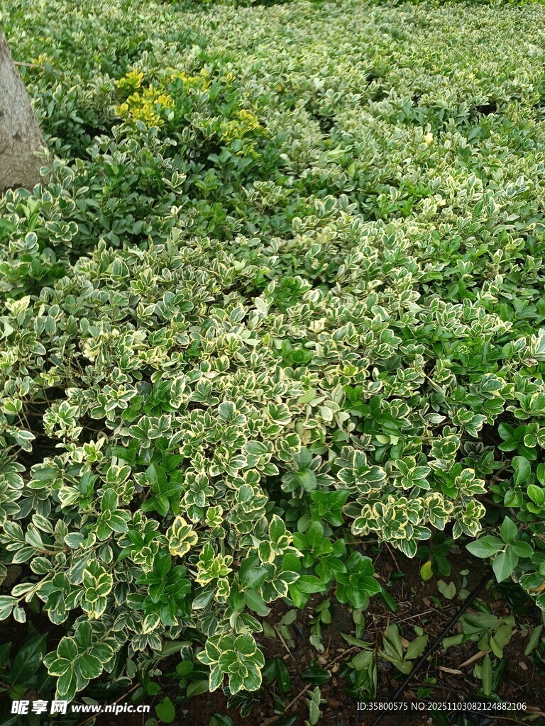 翠绿繁茂的地被植物景观