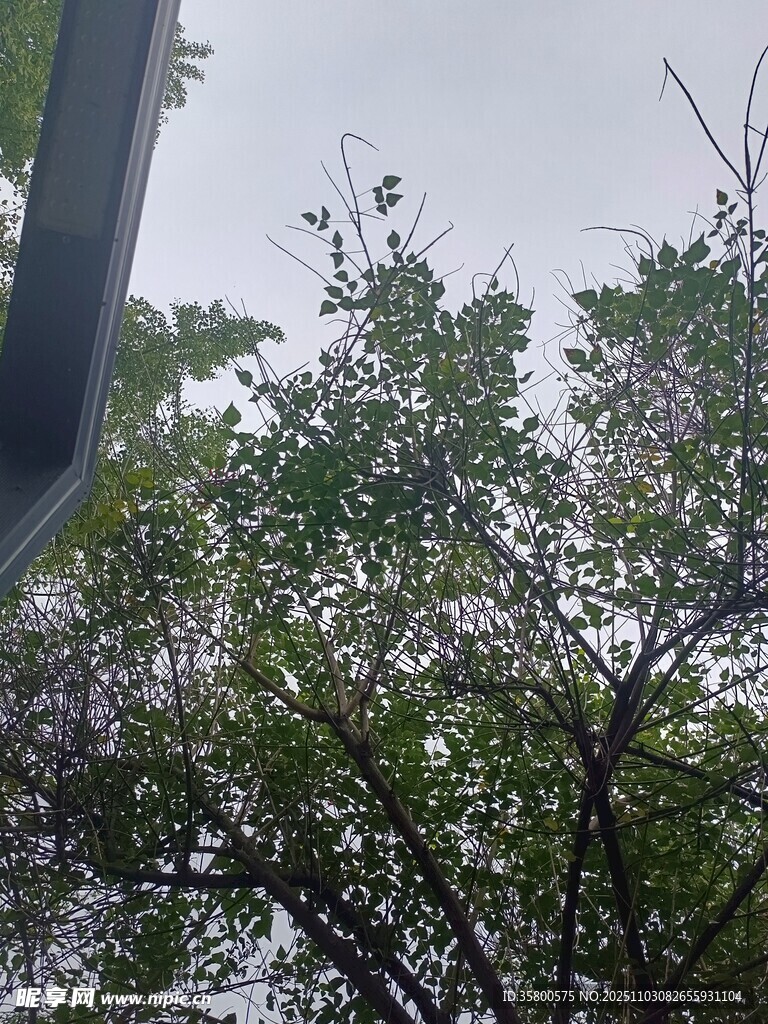 户外繁茂绿树景象