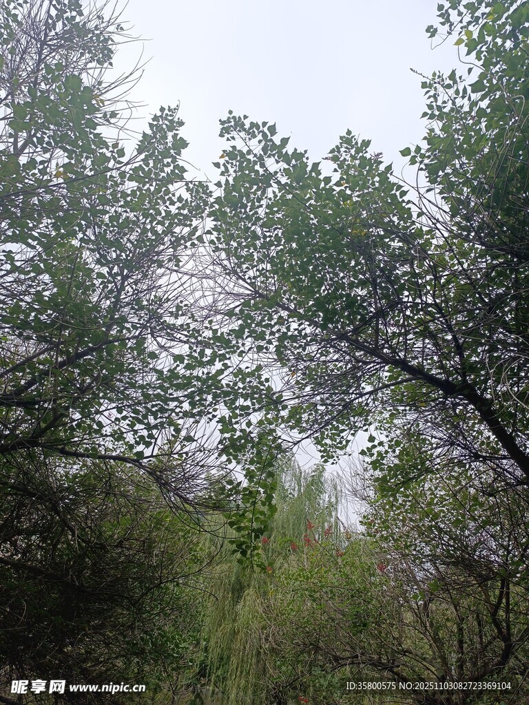 林间葱郁树木景色