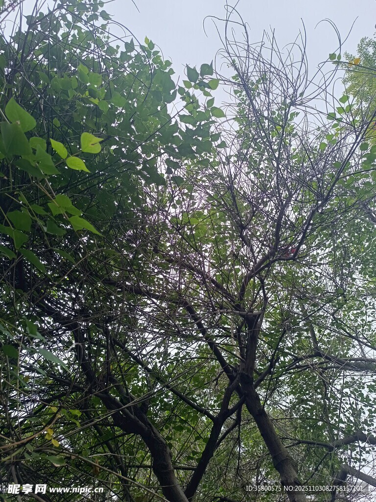 繁茂树木间的朦胧景致