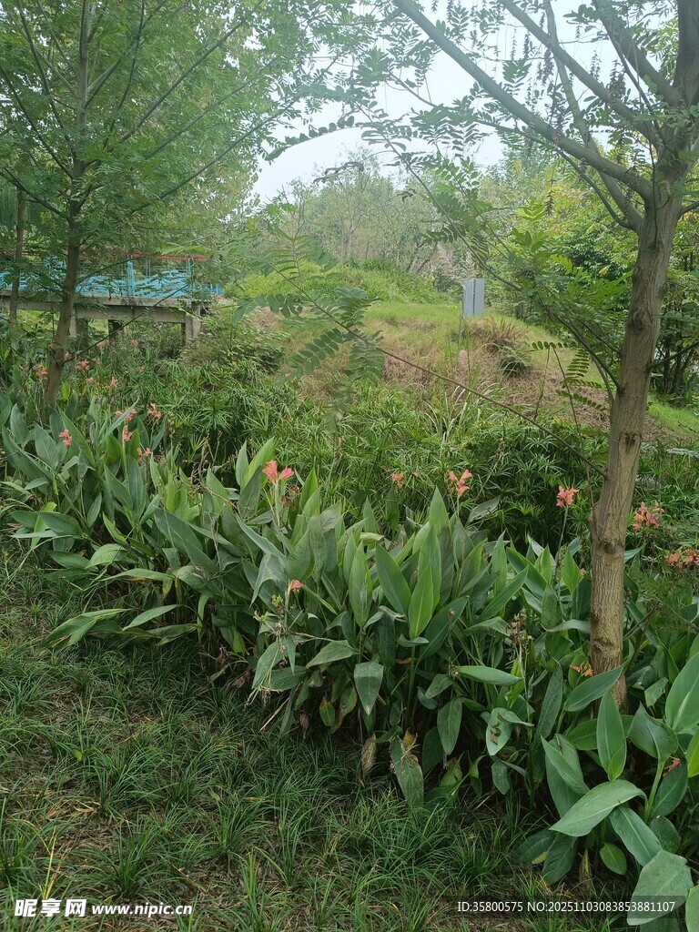 绿意盎然的植物景观