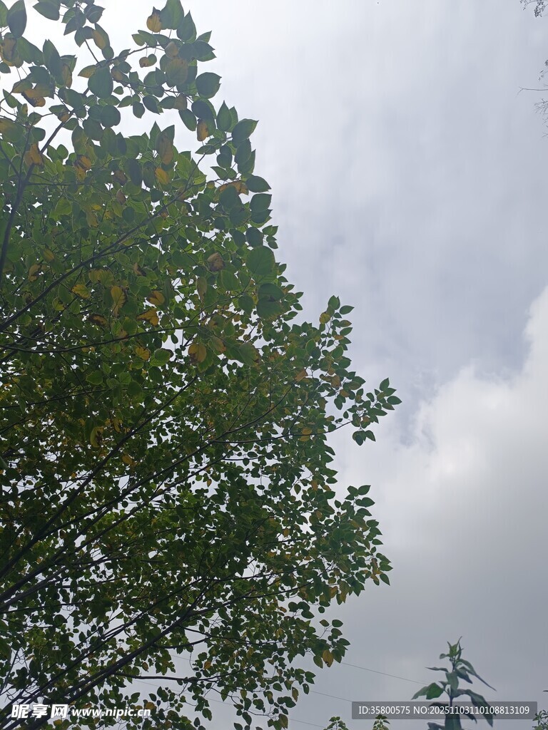 绿叶衬灰天的自然景致