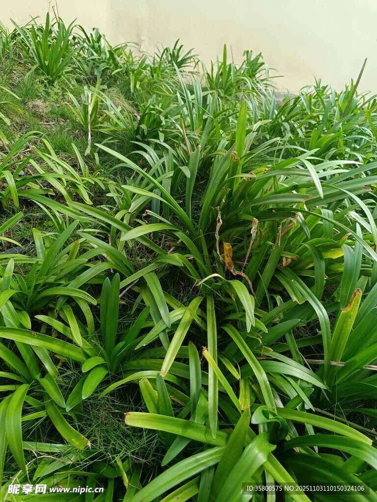 翠绿繁茂的丛生植物