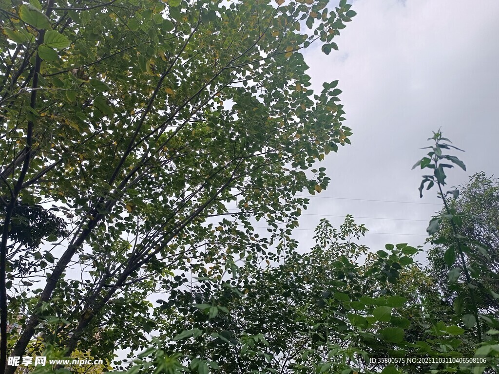 繁茂绿树与阴沉天空