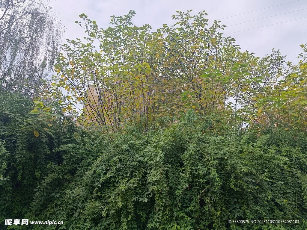 繁茂绿植景观