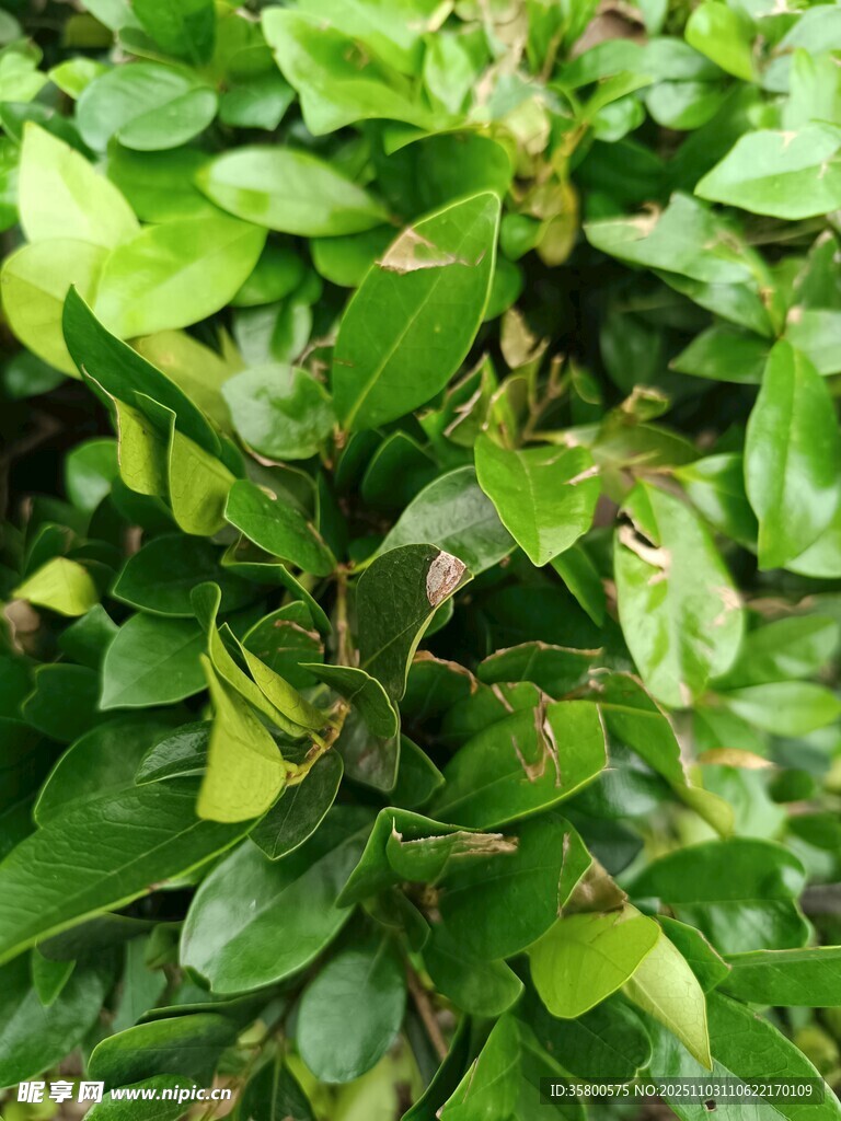 翠绿繁茂的叶片植物