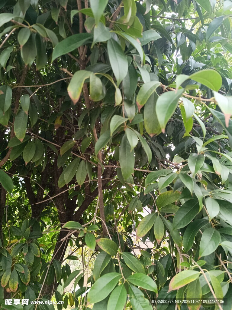 繁茂绿叶植物景观