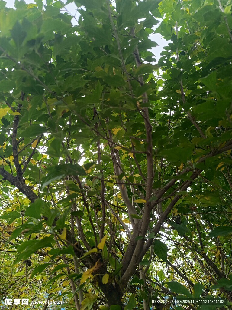 茂密树林中的繁茂枝叶