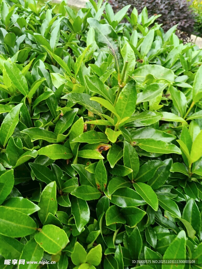 翠绿繁茂的灌木丛