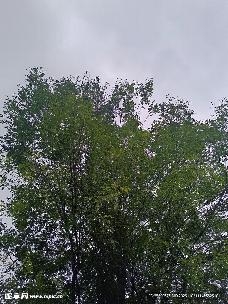 仰视葱郁树木