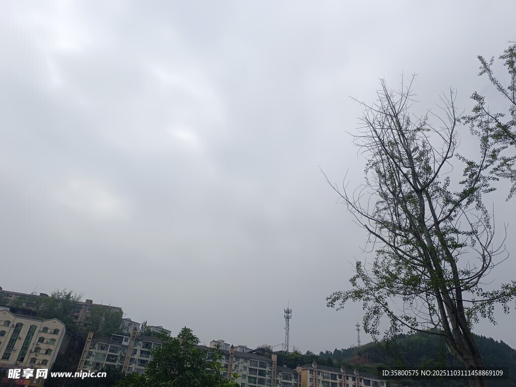 阴天里的树木与远处建筑