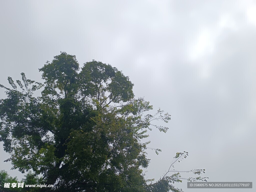 阴天中的繁茂树木