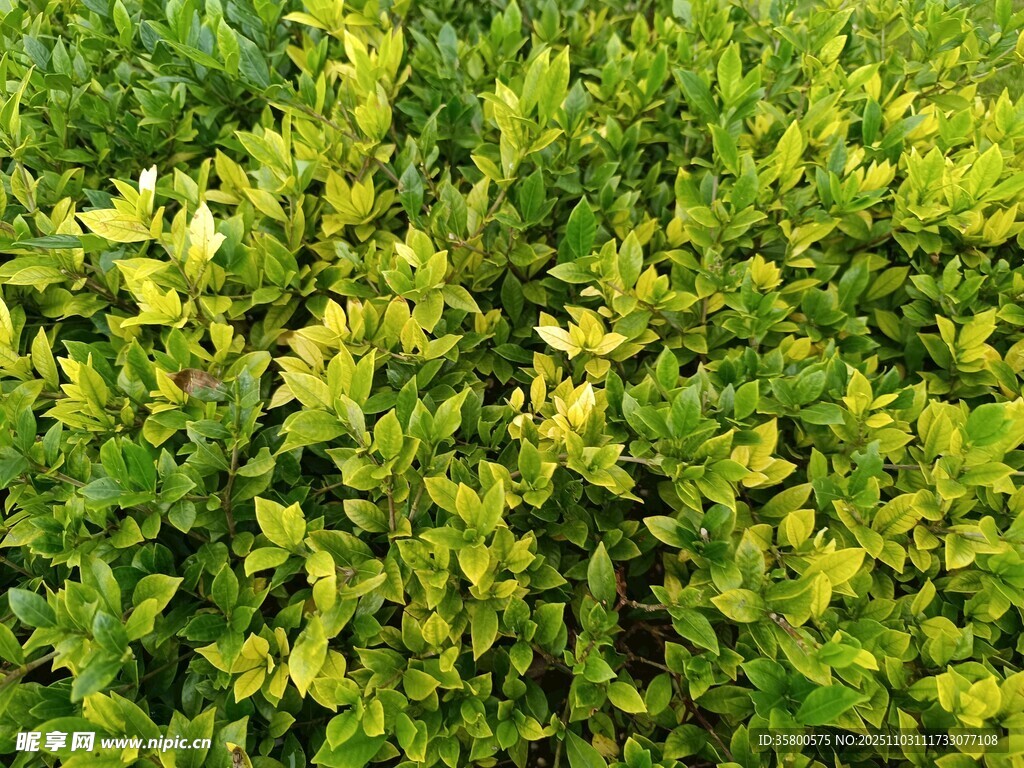 翠绿繁茂的灌木丛