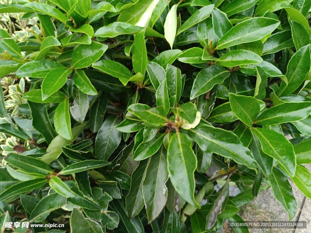 翠绿繁茂的绿植景观