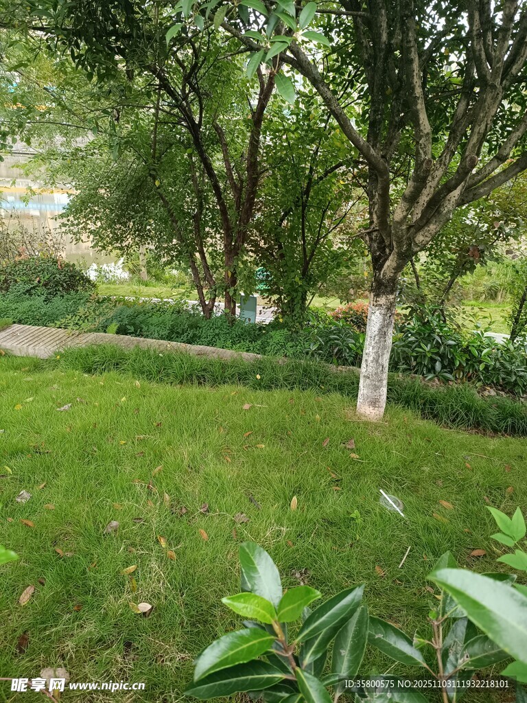 绿意盎然的庭院景观