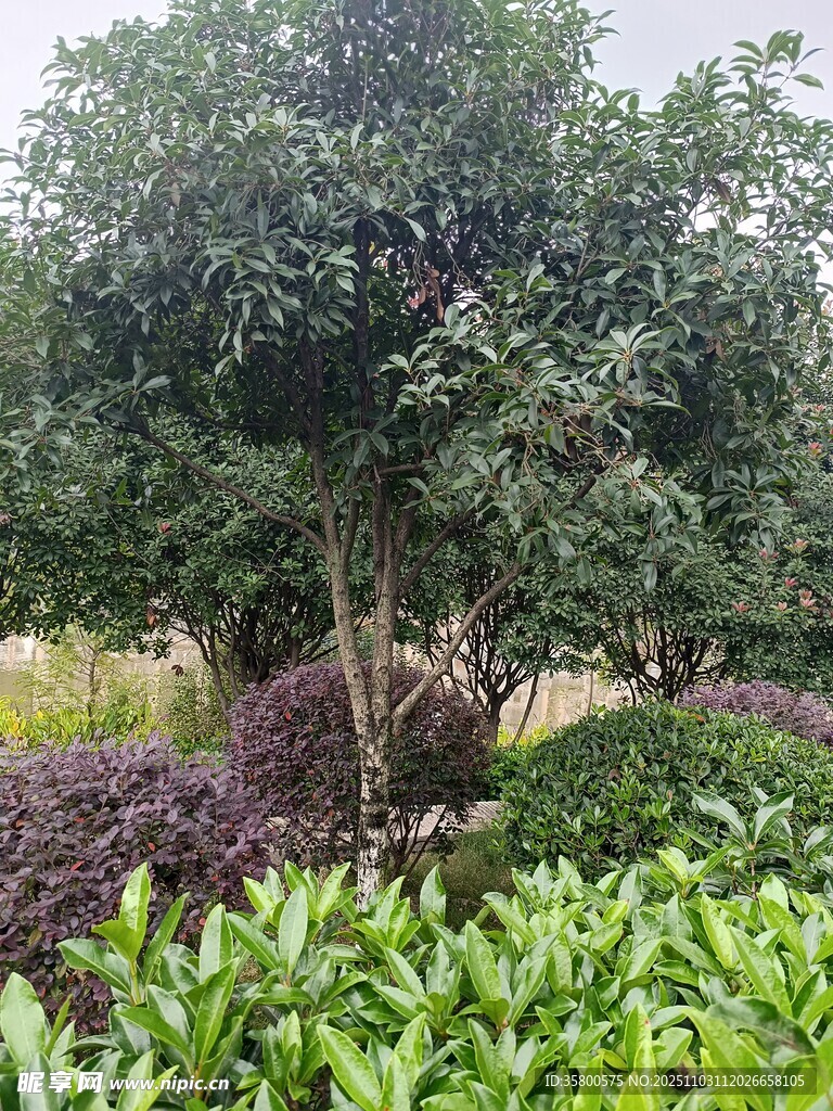 繁茂绿植景观