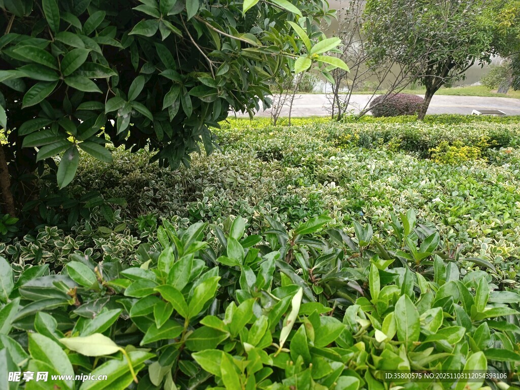 绿意盎然的植物景观