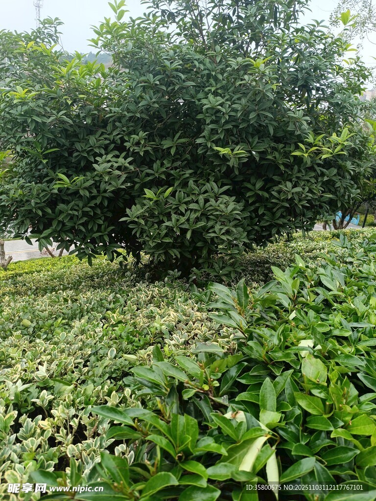 绿意盎然的繁茂植物景观