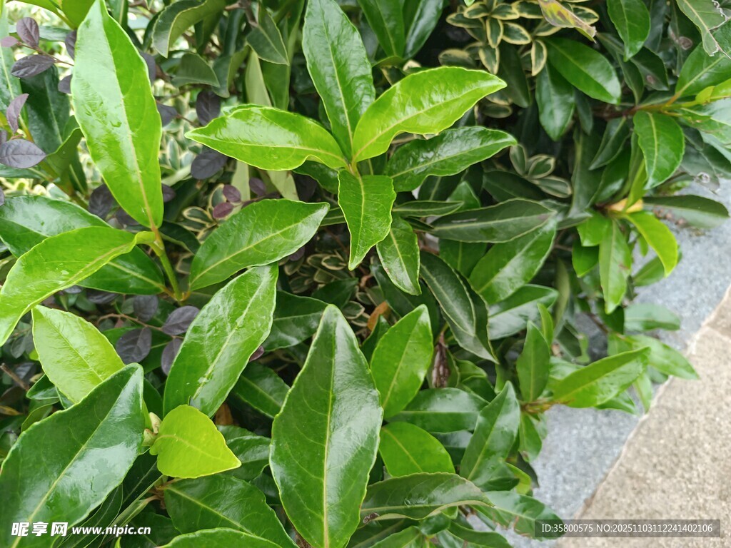 翠绿繁茂的叶片植物