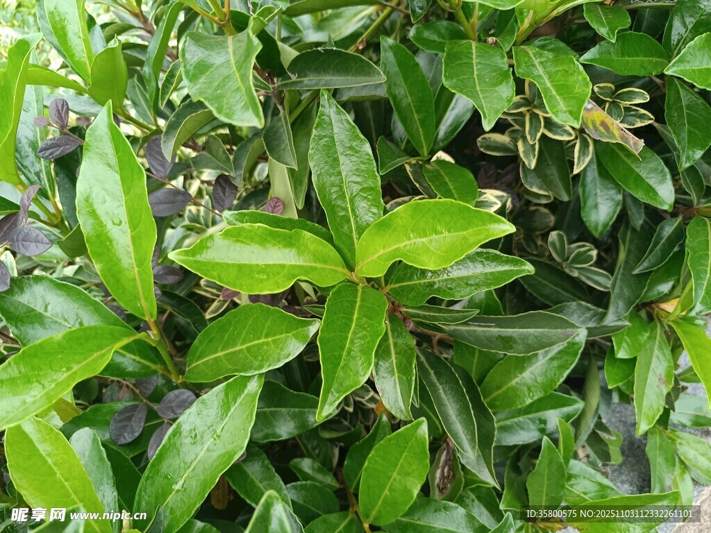 翠绿叶片植物特写