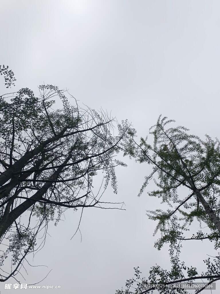 枯树枝干伸向灰白天空