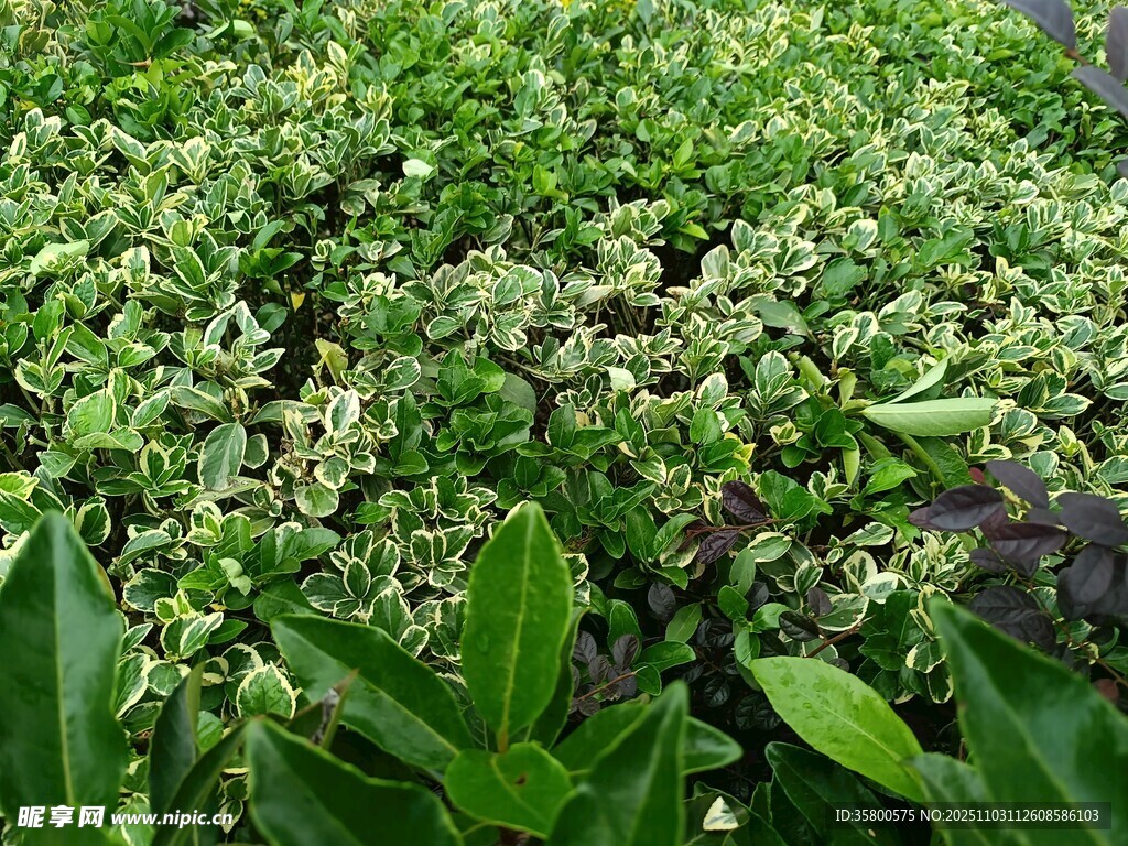 繁茂绿植 