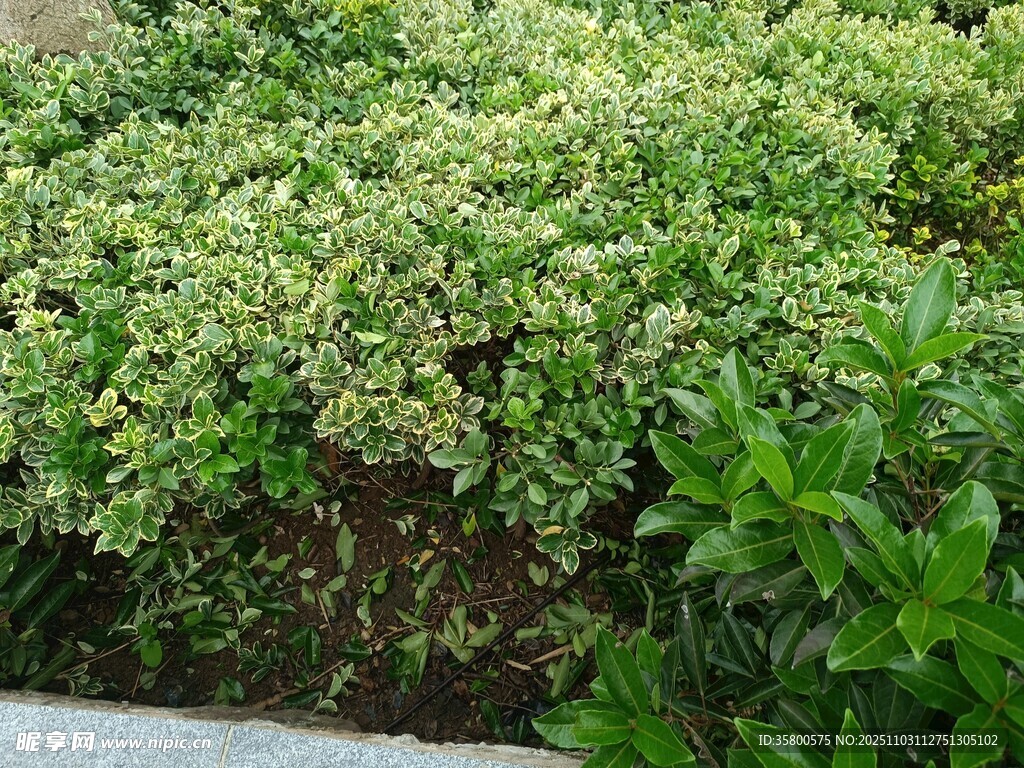 翠绿繁茂的地面绿植景观