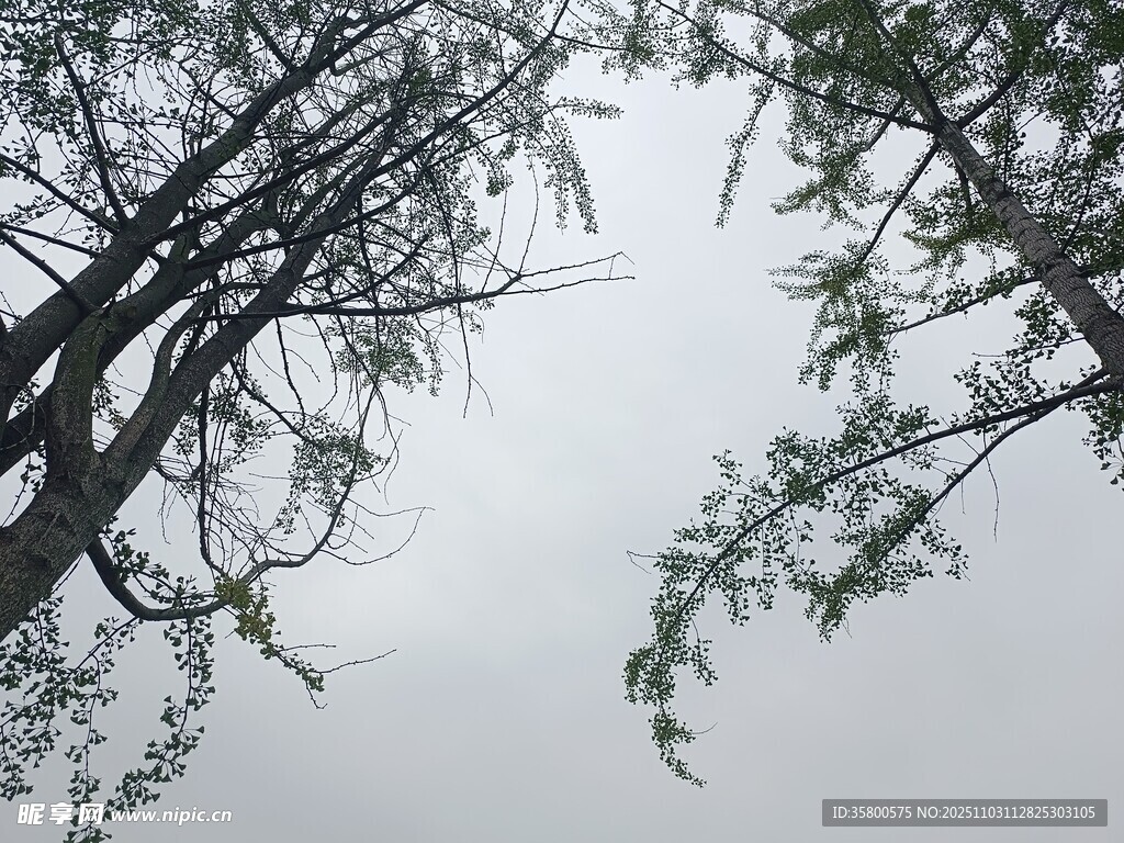 仰视树枝与灰白天空