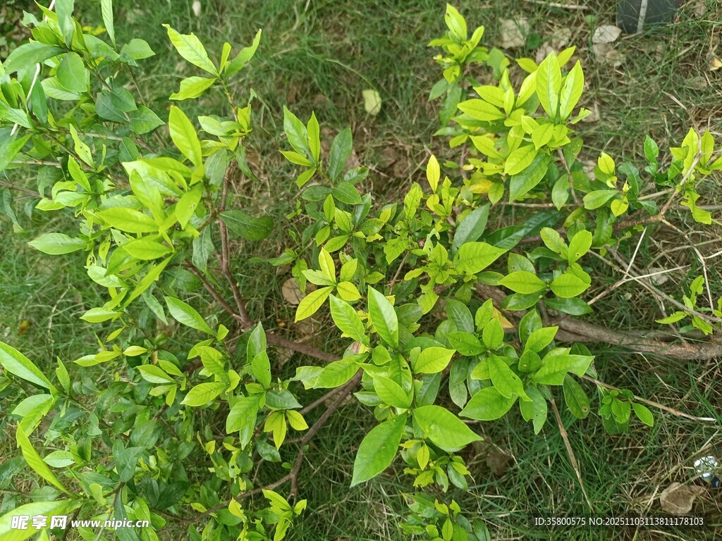 嫩绿枝叶生机盎然