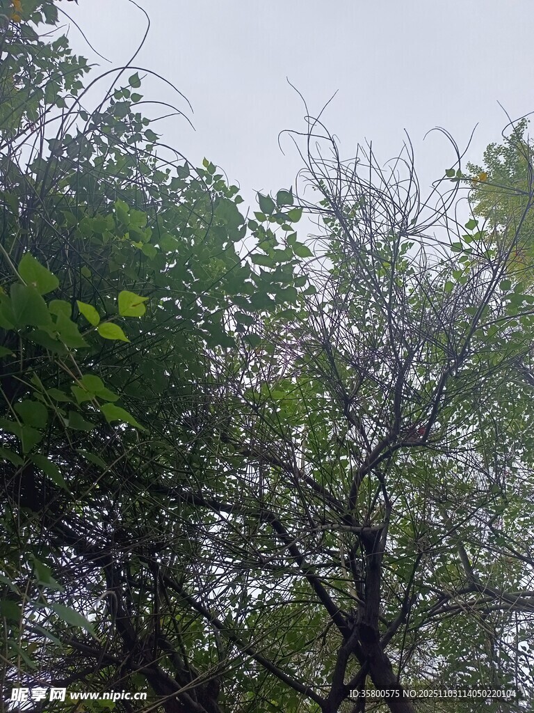 雨中繁茂树木景象