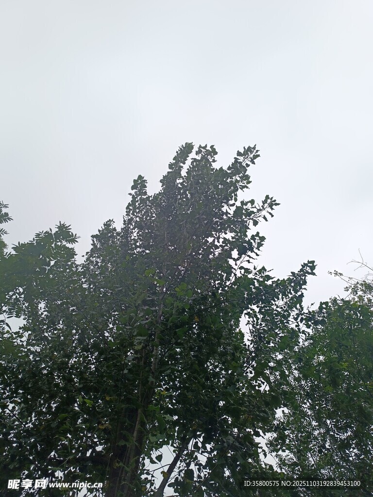 阴天中的茂密树冠