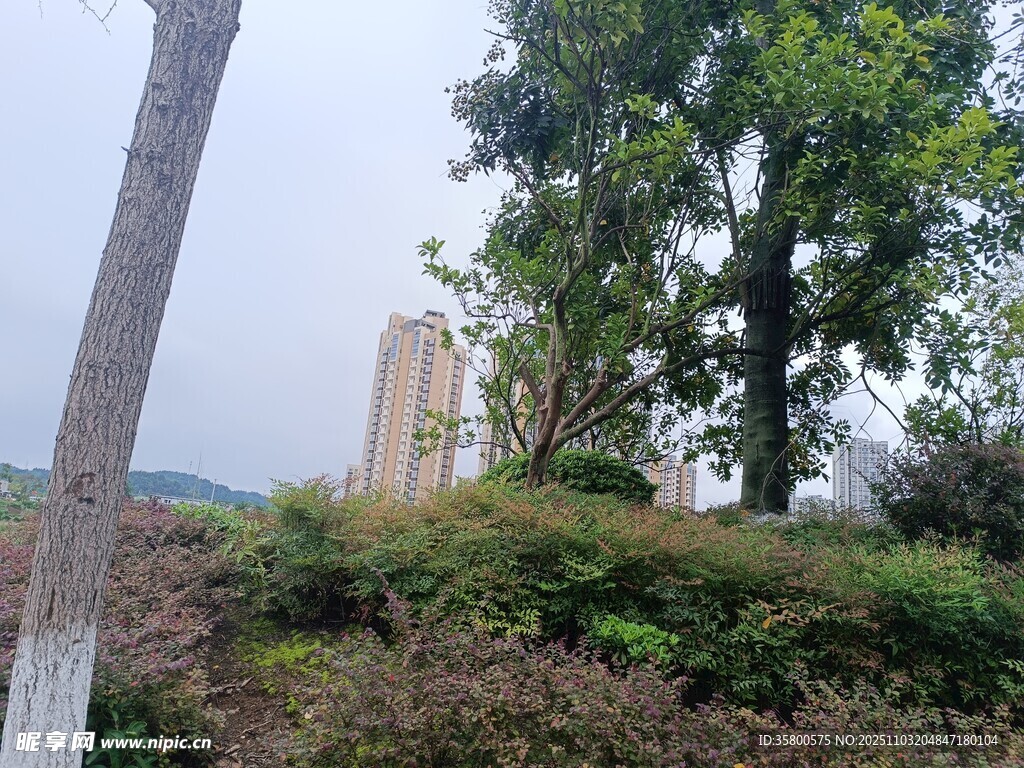 城市绿植景观一角