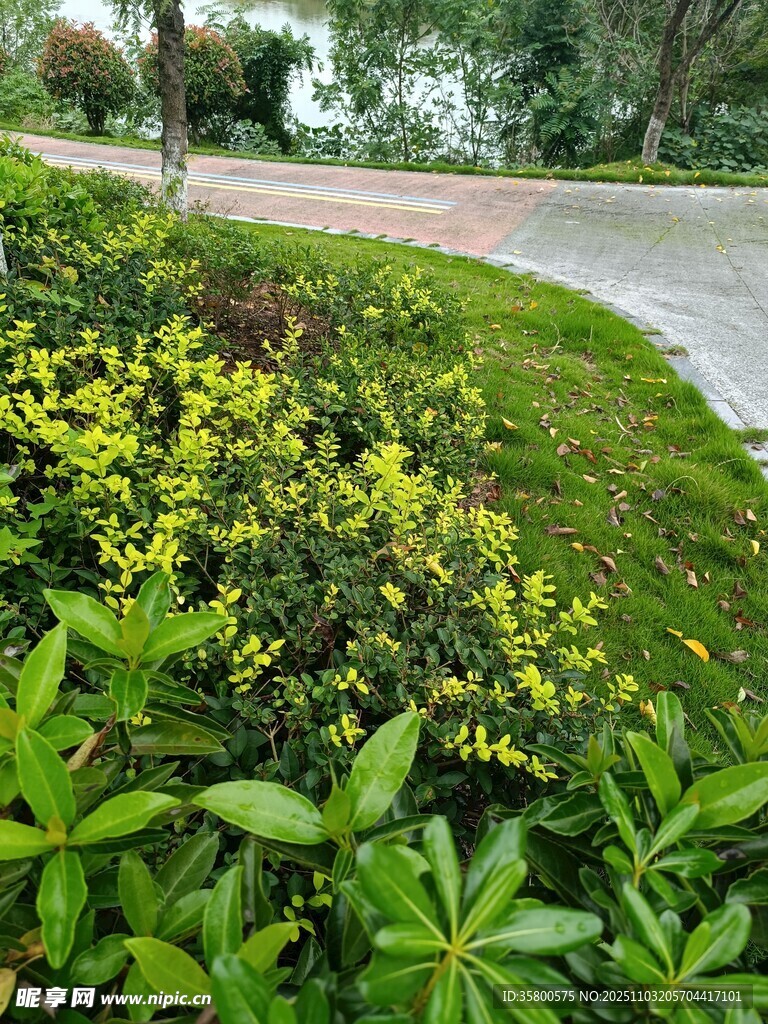 路边多彩绿植景观