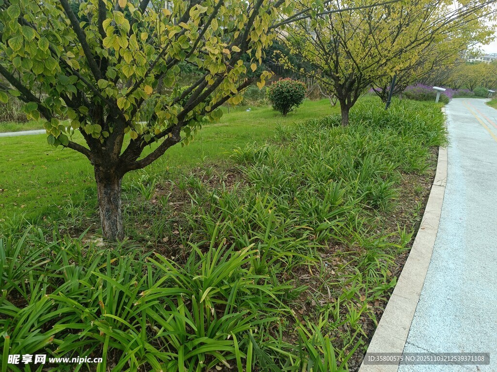 路边绿植景观