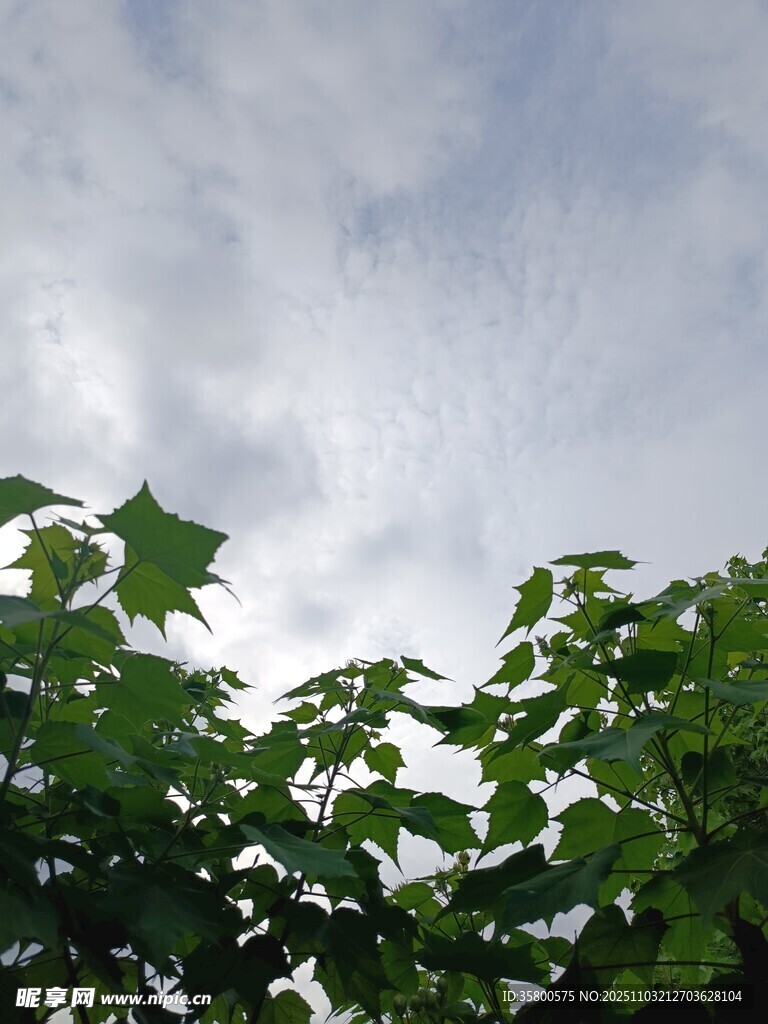 绿叶映蓝天的清新景致