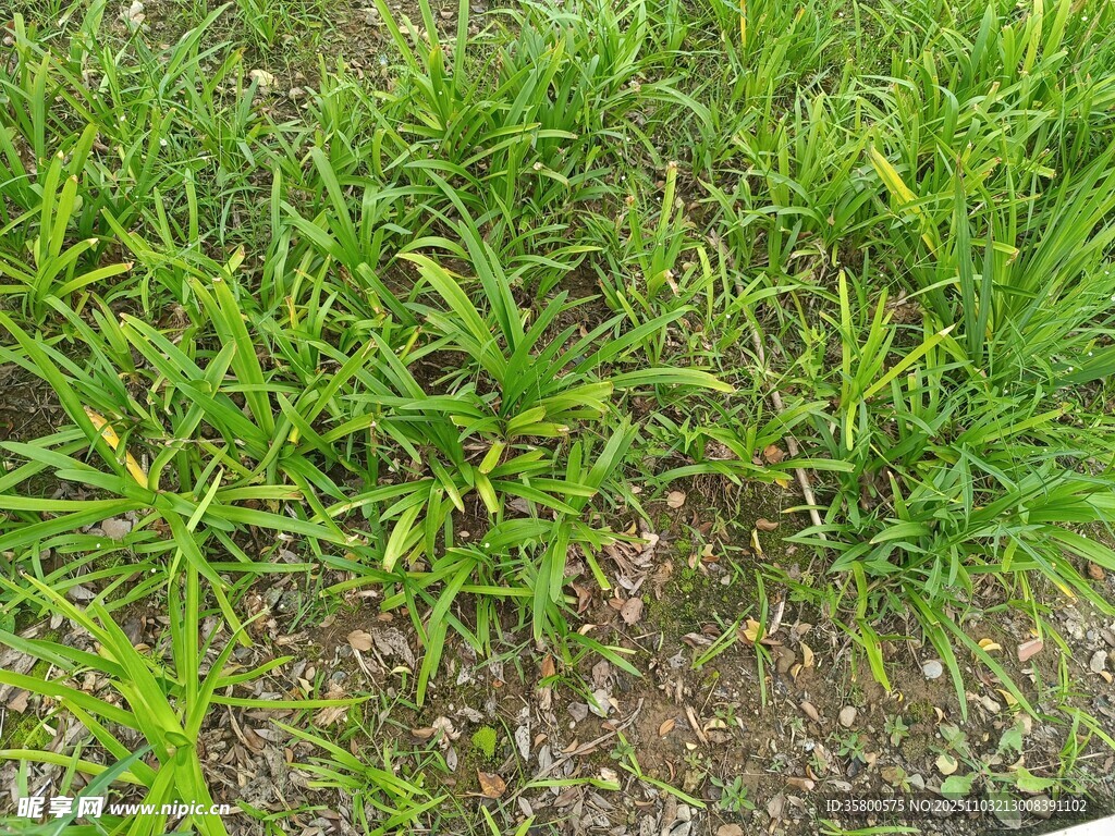 翠绿丛生的草地景观