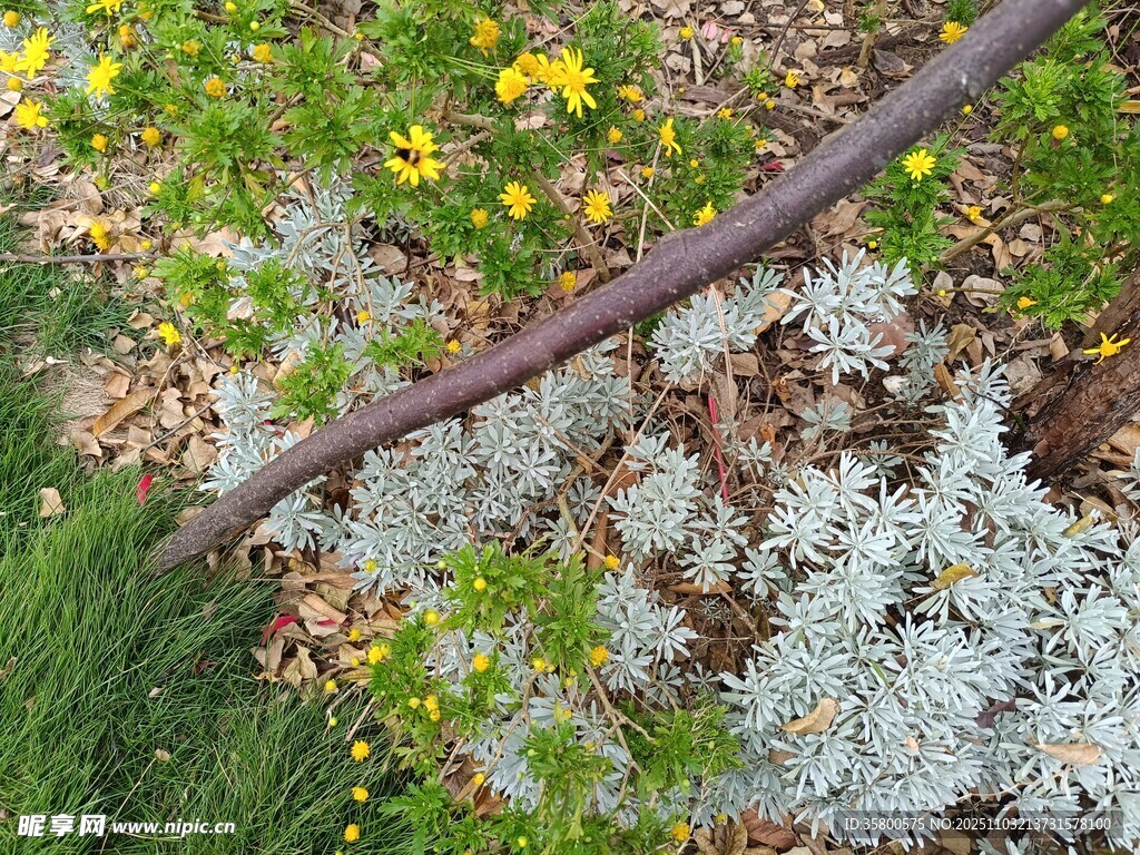 花园中斑驳栏杆与绿植