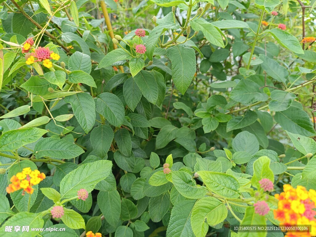 绿叶丛中的鲜艳小花