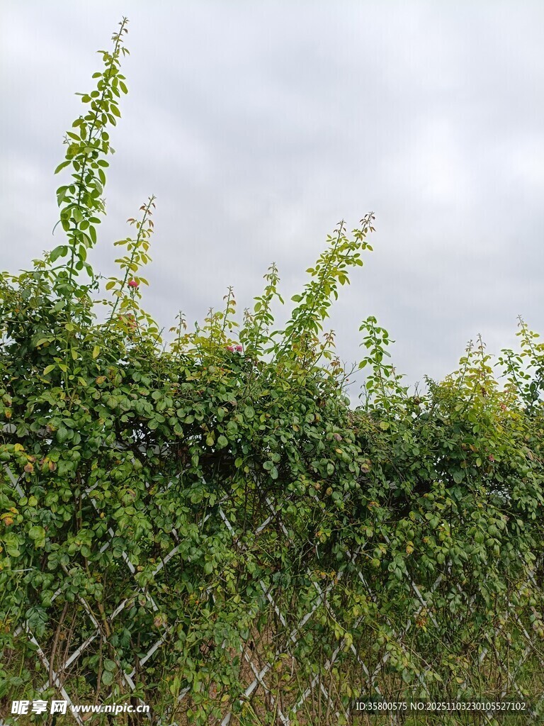 藤蔓攀附围栏绿意盎然