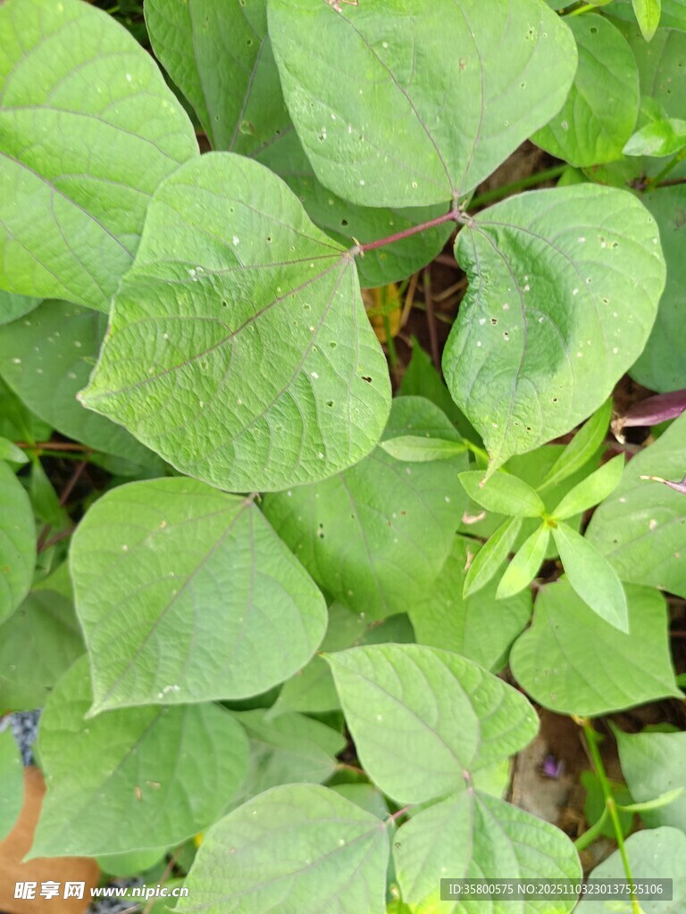 翠绿繁茂的植物叶片