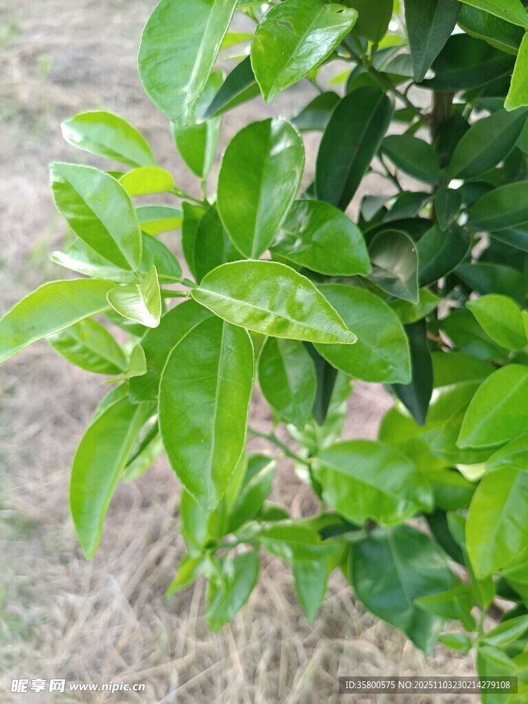 翠绿繁茂的柑橘枝叶