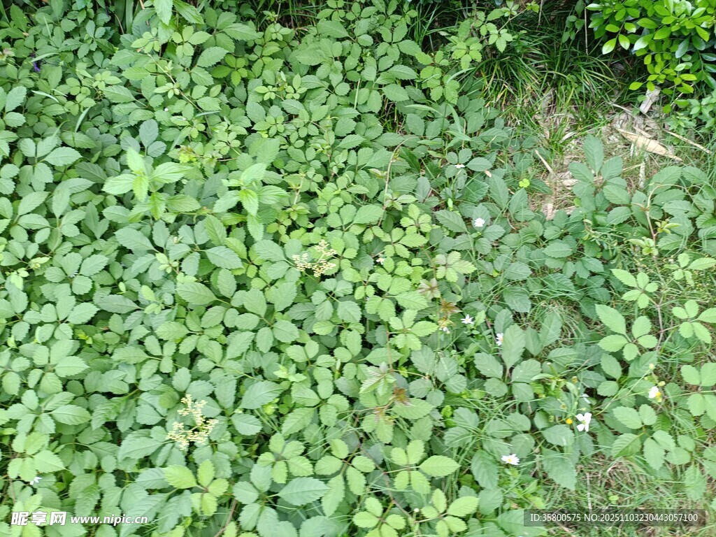 繁茂绿植覆盖地面景观