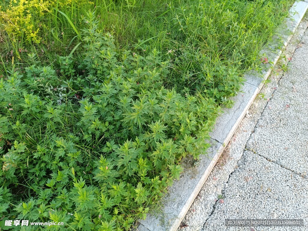 路边繁茂绿植