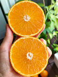 手捧两半新鲜多汁橙子